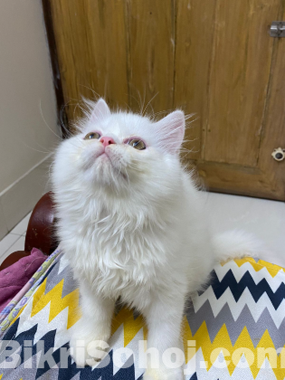 Traditional persian male kitten